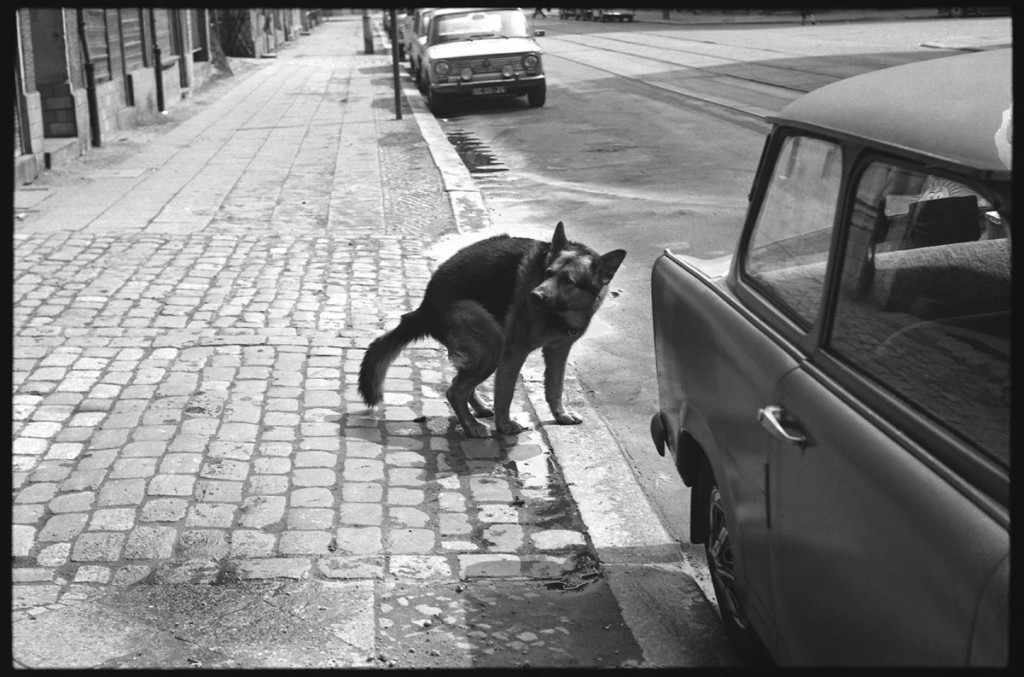 Der Hund namens Krause, benannt nach seinem Herrchen, der ihn beim Spielen verloren hat, konnte zum Kacken gehen selbst die Türen öffnen. 19??? Foto: Florian Günther